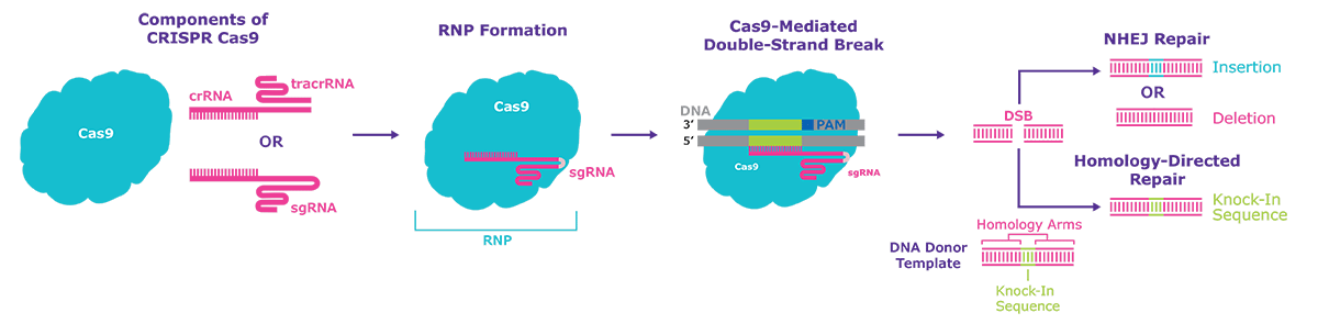 Schematic diagram of the CRISPR one-part and two-part systems with Cas9 protein, demonstrating the composition of the Ribonucleoprotein (RNP). After a double-strand break is created two possible repair pathways are taken by the cellular DNA machinery; Non-Homologous End Joining (NHEJ), Indel formation or Homology-Directed Repair (HDR) for targeted insertions or knock-ins. Schematic diagram of the CRISPR one-part and two-part systems with Cas9 protein, demonstrating the composition of the Ribonucleoprotein (RNP). After a double-strand break is created two possible repair pathways are taken by the cellular DNA machinery; Non-Homologous End Joining (NHEJ), Indel formation or Homology-Directed Repair (HDR) for targeted insertions or knock-ins.
