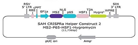 SAM CRISPRa Helper Construct 2 MS2-P65-HSF1-Hygromycin SAM CRISPRa Helper Construct 2 MS2-P65-HSF1-Hygromycin