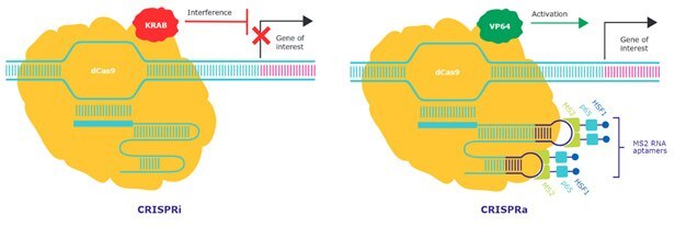 CRISPRi and CRISPRa utilize catalytically inactive dCas9 to recruit the transcriptional repressor KRAB domain or the transcriptional activators HSF1, p65 and MS2 to silence and overexpress target gene expression respectively. CRISPRi and CRISPRa utilize catalytically inactive dCas9 to recruit the transcriptional repressor KRAB domain or the transcriptional activators HSF1, p65 and MS2 to silence and overexpress target gene expression respectively.