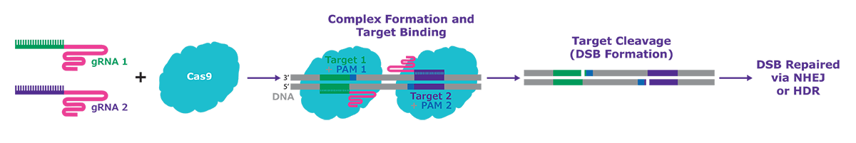 Editing with RNP Nickase systems, with only a single active cutting domain, and then delivering with proximal guide RNAs in a pair allows precise double stranded breaks, and provides hyper-specific and efficient genome editing in cell types that are more difficult to edit. Editing with RNP Nickase systems, with only a single active cutting domain, and then delivering with proximal guide RNAs in a pair allows precise double stranded breaks, and provides hyper-specific and efficient genome editing in cell types that are more difficult to edit.