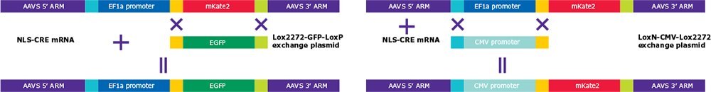 Exchange of Landing Pad payload exchange using Cre recombinase and targeting vector with appropriate LoxP elements.** Exchange of Landing Pad payload exchange using Cre recombinase and targeting vector with appropriate LoxP elements