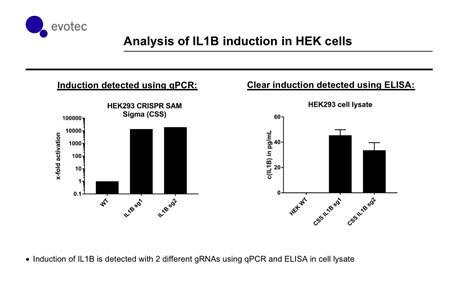 In collaboration with Evotec, independent scientists show that the SAM system has consistent activation of IL1B (with two different gRNAs targeting upstream of the TSS). qPCR reveals a substantial increase of IL1B transcript relative to control. Importantly, increased transcript level correlates with an increase in protein levels as measured by an ELISA assay. hek-cells-graph