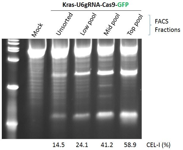 Enrichment of CRISPR/Cas-induced CEL-I activity in human K562 cells via FACS using a single Cas9-GFP vector targeted to the human KRAS locus.