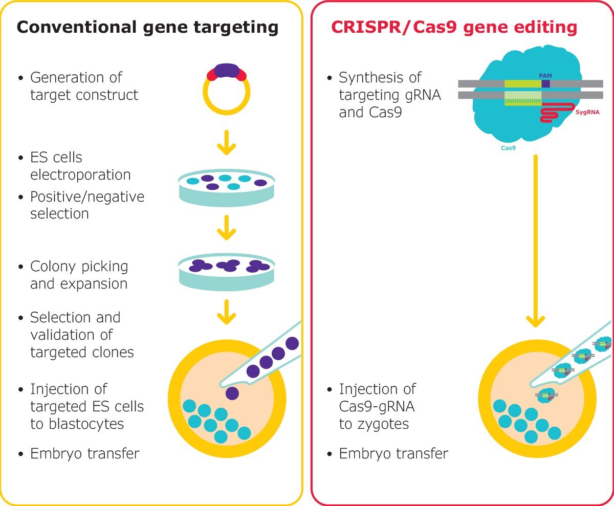 Gene editing in mouse embryos is traditionally a long process, however, RNP-based editing with CRISPR reduces the complexity. Mouse models can be generated rapidly, for nearly any target. SygRNA<sup>®</sup> is suitable for both microinjection and electroporation of embryos. Gene editing in mouse embryos is traditionally a long process, however, RNP-based editing with CRISPR reduces the complexity. Mouse models can be generated rapidly, for nearly any target. SygRNA® is suitable for both microinjection and electroporation of embryos.
