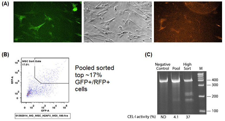 MSC cells are hard to transfect cells that when nucleofected with ZFNs in plasmid format they undergo complete apoptosis within 24 hours. A) MSC cells show good viability and visible modification when treated with ZFNs in IDLV format. B) MSC cells were pooled sorted (upper gate), and ZFN cutting efficiency determined by the CEL-I assay (C). The CEL-I assay is a nucleotide mismatch assay used to detect the presence of mutant clones and quantify the effectiveness of ZFNs. The detected cutting efficiency of ZFNs was 9 times greater in the high sort cells compared to pooled cells. The CEL-I uncut wild-type band is 398 bp, and the ZFN modified bands are 234 bp and 164 bp. MSC cells are hard to transfect cells that when nucleofected