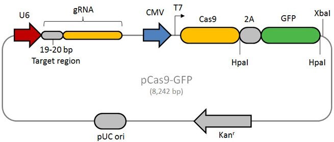 Plasmid Map and Features