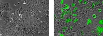 Primary keratinocytes transduced with MISSION<sup>®</sup> TurboGFP™ control lentiviral particles (Product No. <a href="/product/SUPELCO/SHC003V">SHC003V</a>) using ExpressMag<sup>®</sup> beads with an MOI of 1. <b>A)</b> Traditional transduction with Polybrene. <b>B)</b> Cells tranduced with ExpressMag<sup>®</sup> beads. Primary keratinocytes transduced with MISSION®