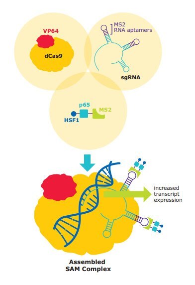 Nuclease-dead SpCas9 (dCas9), fused to the transcriptional activator VP64, complexes with the CRISPR guide RNA (gRNA). The stem- and tetra-loop sequences in the gRNA scaffold have been modified into minimal hairpin RNA aptamers, which selectively bind dimerized MS2 bacteriophage coat proteins. MS2 coat protein is fused to the p65 subunit of NF-kappaB and the activation domain of human heat-shock factor 1 (HSF1). The guide RNA contains two aptamers, each capable of binding two MS2 coactivator proteins, effectively recruiting four coactivators for every CRISPR targeting activator complex. The dCas9 and MS2 helper constructs, along with the gRNA, are delivered as three separate plasmids/lentiviral particles. sam-assembled