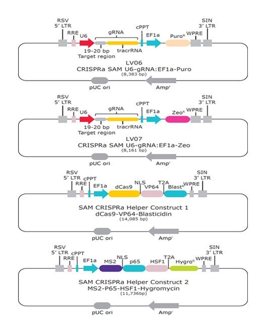 sam-crispr-construct sam-crispr-construct
