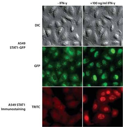single-cell-clones-expressing-stat1-gene Isolated Single-Cell Clones Expressing the STAT1 Gene