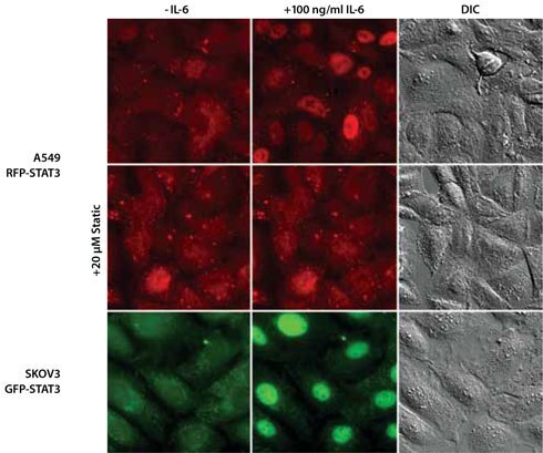 single-cell-clones-expressing-stat3-gene Isolated Single-Cell Clones Expressing the STAT3 Gene