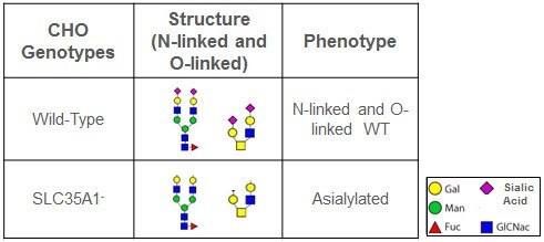 Theoretical phenotypes of N-linked and O-linked sialic acid as a result of SLC35A1 knockout.