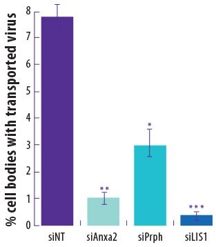 Compared to control siRNA, siRNAs specific for three axonal trafficking proteins reduced virus transport when transfected into neurons prior to viral infection.