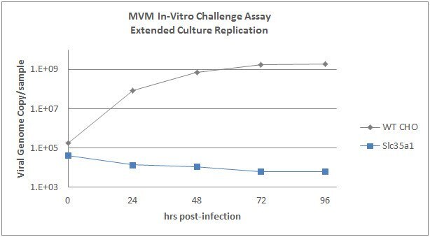 Wildtype and SLC35A1 knockout cells exposed to MVM. MVM replication is abrogated in SLC35A1 knockout cell line.