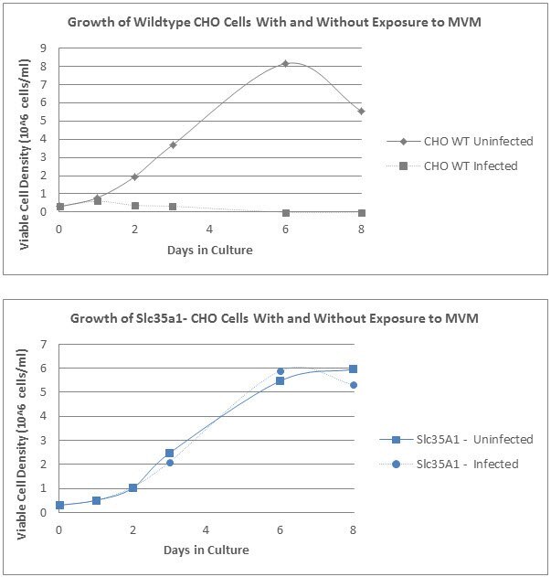Wildtype and SLC35A1 knockout cells infected with MVM at an MOI of 1.0. Viable cell density determined through day 8 post infection.