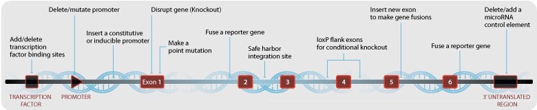 Deliver Knockout ZFNs or Custom ZFNs with Fluorescent Proteins via IDLV Deliver Knockout ZFNs or Custom ZFNs with Fluorescent Proteins via IDLV