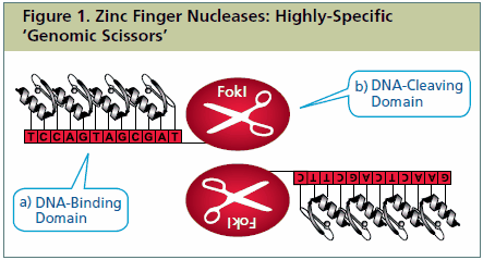 Each Zinc Finger Nuclease (ZFN) consists of two functional domains Each Zinc Finger Nuclease (ZFN) consists of two functional domains: a) A DNA-binding domain comprised of a chain of two-finger modules, each recognizing a unique hexamer (6 bp) sequence of DNA. Two-finger modules are stitched together to form a Zinc Finger Protein, each with specificity of > 12 bp. b) A DNA-cleaving domain comprised of the nuclease domain of FokI. When a pair of ZFNs binds adjacent sites on DNA with the correct orientation and spacing, a highly-specific pair of ‘genomic scissors’ is created.