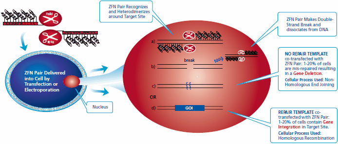 ZFN-mediated genome editing takes place in the nucleus ZFN-mediated genome editing takes place in the nucleus when a pair of ZFNs targeting the user’s gene of interest (GOI) is delivered transiently into a cell line, either by transfection or electroporation.