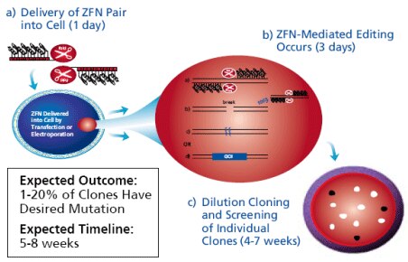 Using ZFNs to Create Modified Cell Lines Using ZFNs to Create Modified Cell Lines