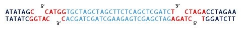 annealing-2 oligos are to be ligated NcoI and XbaI restriction sites.