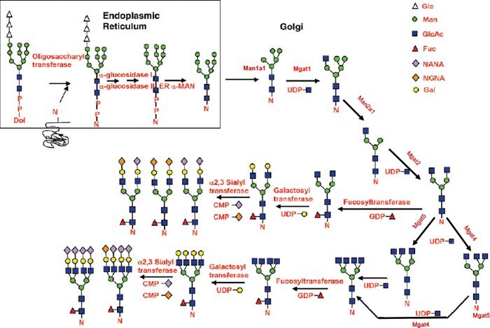 Key Genes in the N-Glycan Biosynthesis Pathway Hossler et al., (2009) Glycobiology Collin, et al., (2008) PNAS