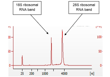 ECACC Nucleic Acids Agilent Electropherogram showing RNA extracted from an ECACC Cell line. RIN score for this sample was 9.9