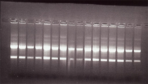 ECACC Nucleic Acids Gel electrophoresis of 16 of the RNA samples from ECACC cell lines showing un-degraded RNA with strong 28S ribosomal bands.