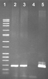xna-tobacco-seed xna-tobacco-seed