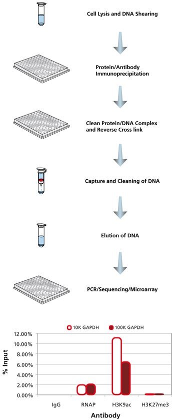 Imprint CHP1 Protocol