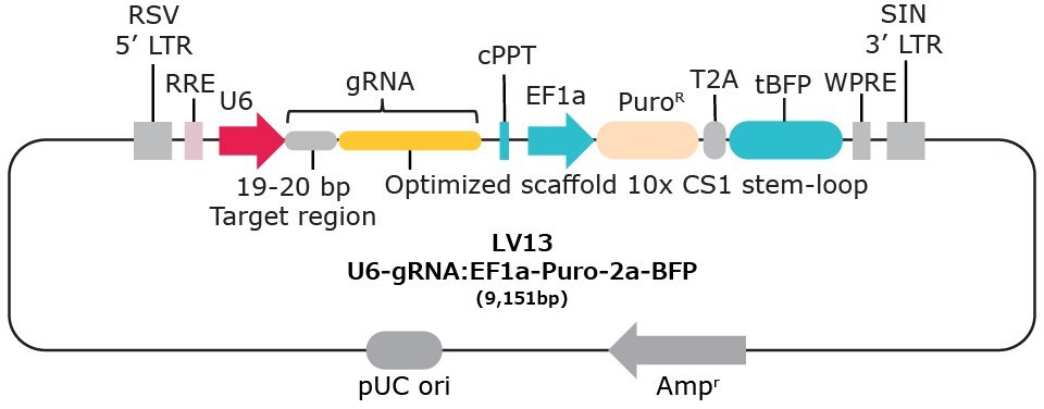 LV13 10x single cell compatible gRNA vector with capture sequence