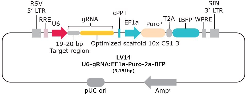 LV14 10x single cell compatible gRNA vector with capture sequence