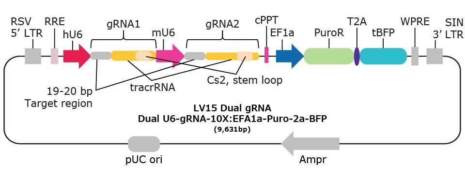 LV15 Dual gRNA 10x genomics compatible vectors.