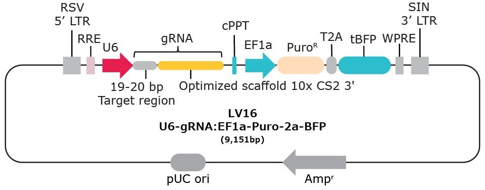 LV16 10x single cell compatible gRNA vector with capture sequence