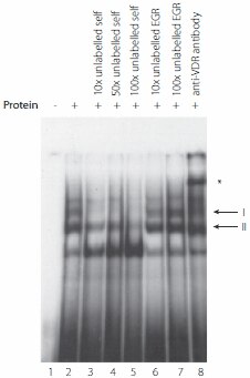 In-Vitro