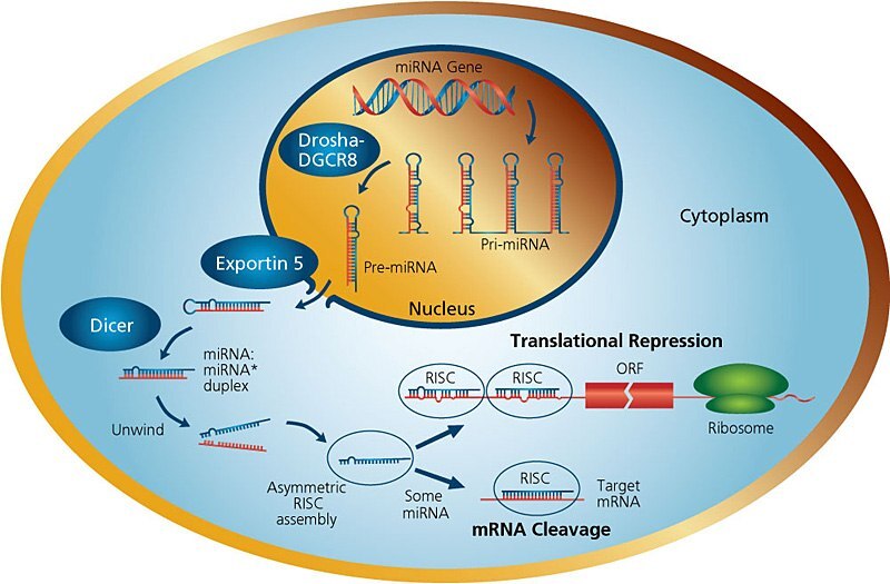 miRNA Pathways Illustration showing miRNA pathways within the cell from gene encoding in the nucleus to either mRNA cleavage or translational repression
