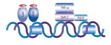 After chromatin relaxation, the SRB and mediator containing complex (SMCC) is recruited to the transcription site by the RAR:RXR complex. The transcription machinery, including the key enzyme RNA Polymerase (Pol II) is installed to begin the transcription process. Retinoic acid works synergistically with TNFα to recruit Pol II.