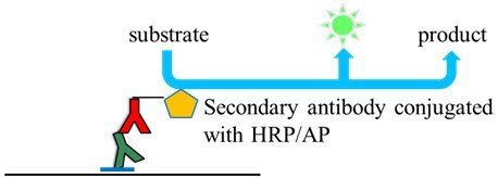 Chemiluminescence detection of proteins on membrane Chemiluminescence detection of proteins on membrane