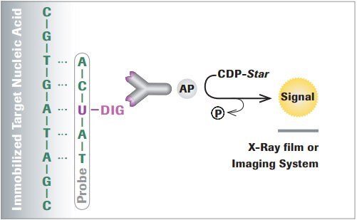 dig-technical-tips-figure1 Example detecting DIG-labeled nucleic acids