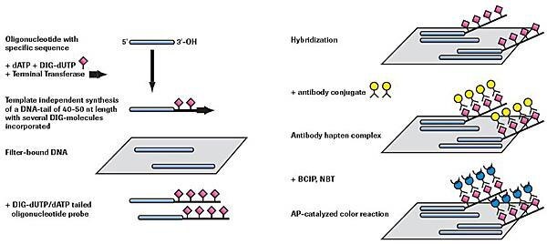 nonradioactive-oligonucleotide Nonradioactive oligonucleotide tailing and detection