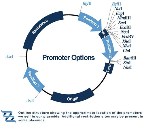 Promoters Promoters