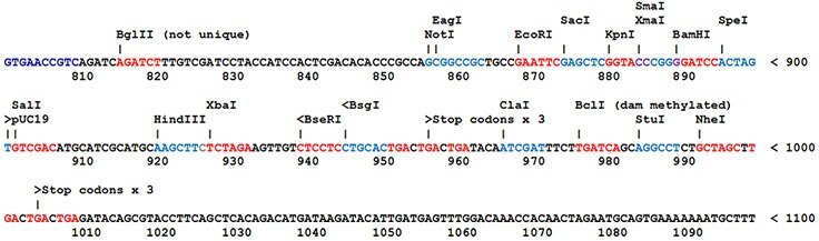 Most SnapFast plasmids Most SnapFast plasmids