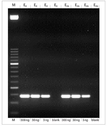 faststart-taq-dna-polymerase-pcr