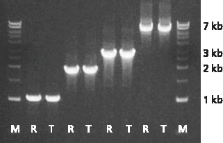 REDTaq yield compared to standard Taq under identical conditions