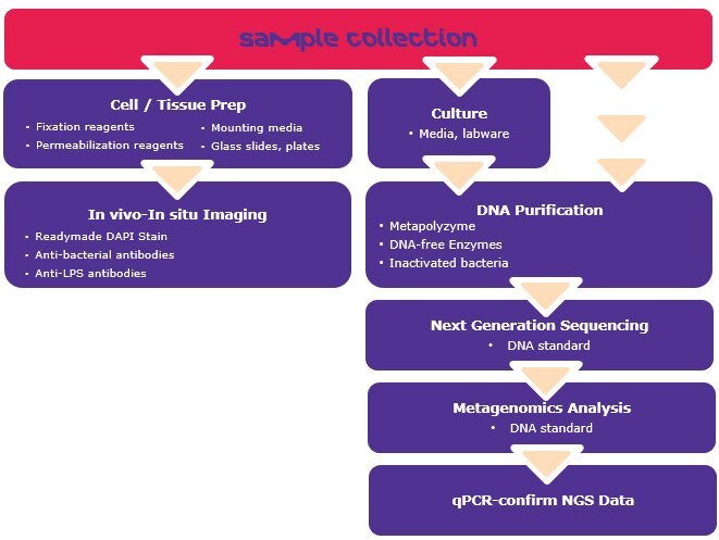 Microbiome identification workflow and reagents