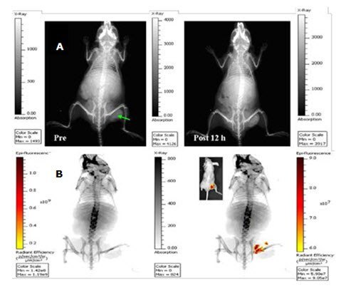 In vivo planar X-ray images