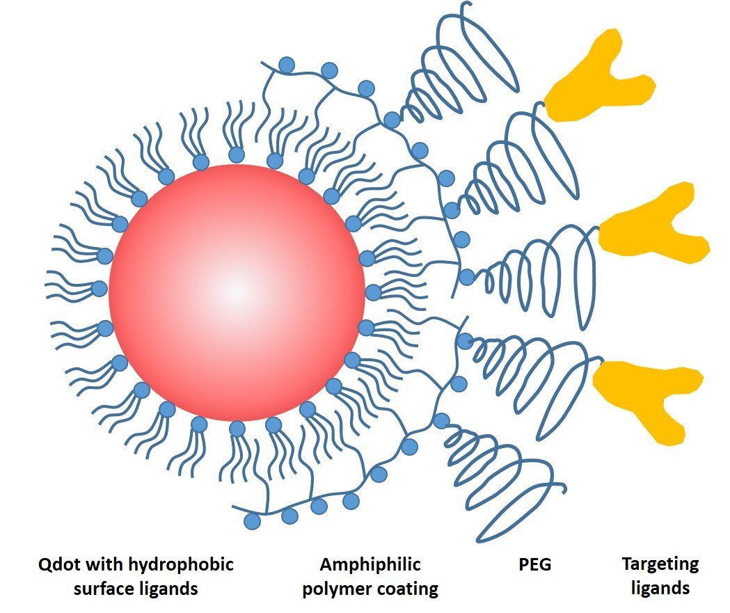 Schematic drawing of a common QD probe featuring a core particle capped by a layer of hydrophobic ligands, an amphiphilic encapsulating polymer layer for solubility, a polyethylene glycol (PEG) layer for non-specific binding reduction, and a targeting ligand for biomolecular recognition.