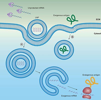Lipid carriers (liposomes) protect mRNA from degradation Lipid carriers (liposomes) protect mRNA from degradation