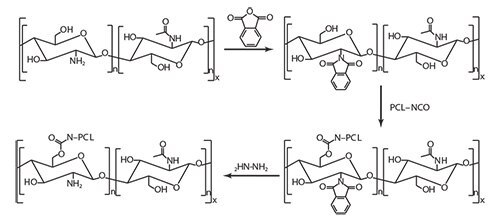Grafting PCL onto phtalimide-protected chitosan.