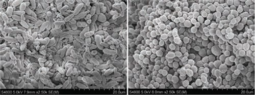 SEM microscopy of non-pathogenic strains