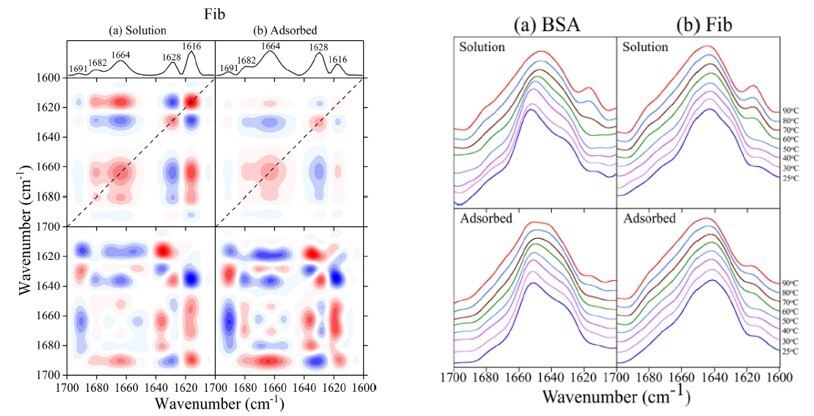 2DCOS maps for Fib FBSおよびFib吸着チタニアナノ粒子の2DCOSマップとATR-FTIRスペクトル